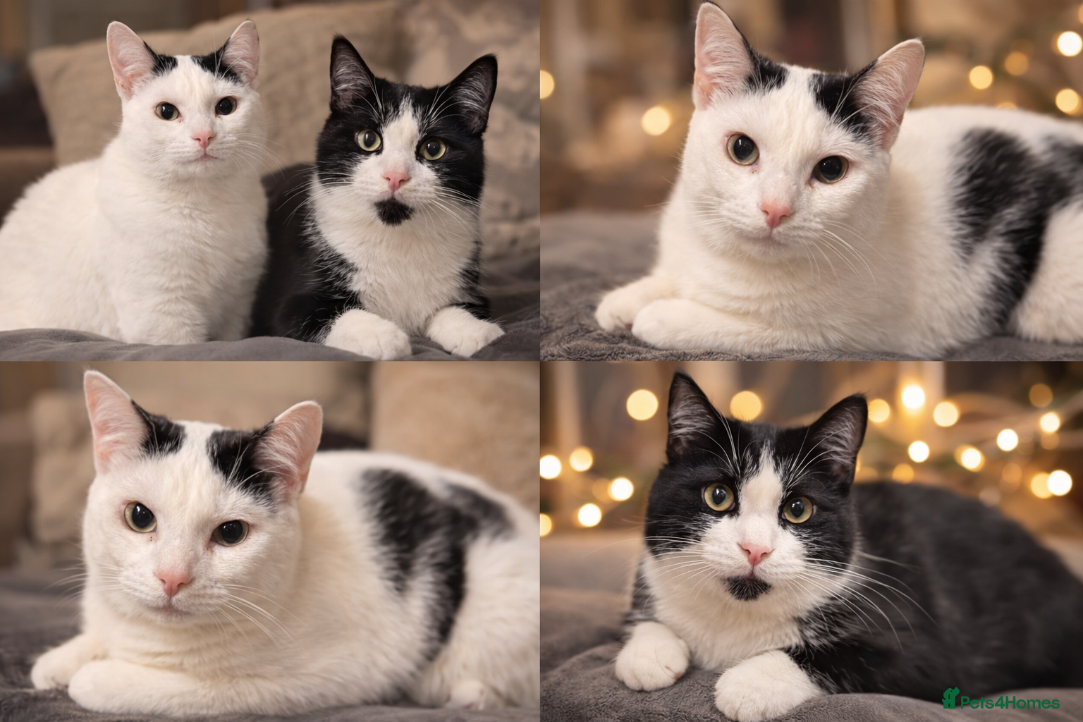 Mixed Breed cats Two male 8 month old kittens  - Advert 1