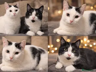 Mixed Breed cats Two male 8 month old kittens - Advert 1