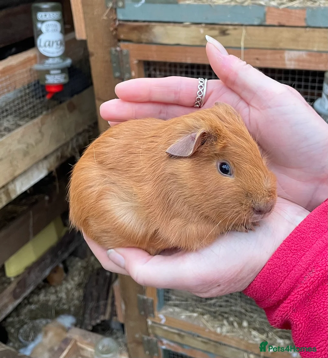 Guinea Pig rodents for sale: Bonded baby guinea pigs  - Advert 2
