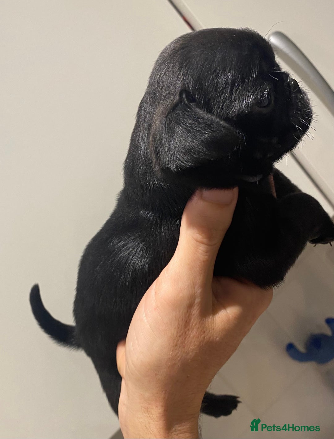 Pug dogs for sale: 💓 PUG GIRL 💓 1 REMAINING READY NOW! - Advert 9