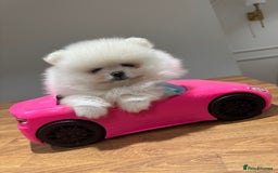Pomeranian dogs for sale: Boy left! High quality KC reg from imported lines - Image 8