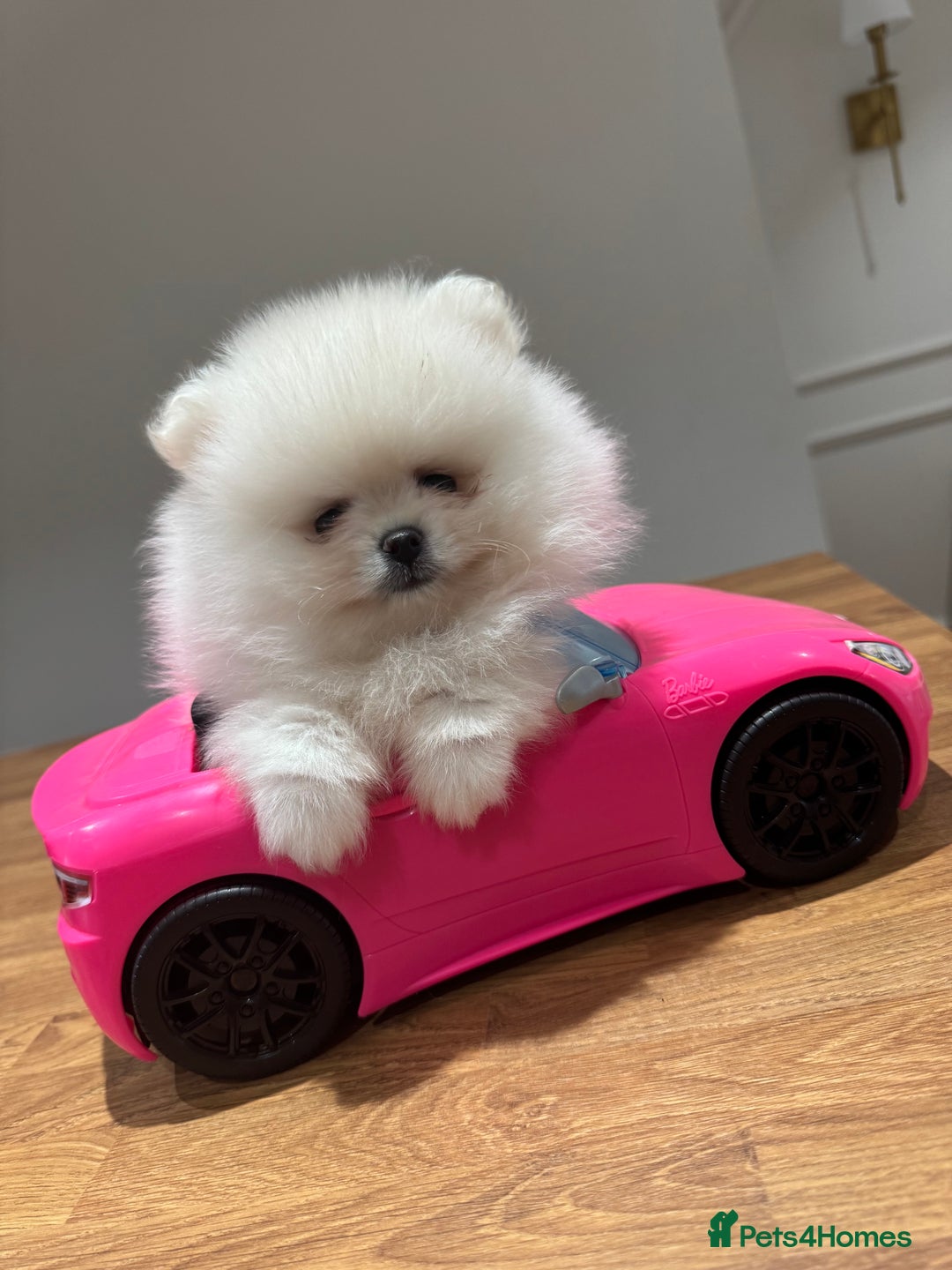 Pomeranian dogs for sale: Boy left! High quality KC reg from imported lines - Image 8