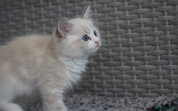 Ragdoll cats for sale: 🐈✨ Tica Registered Ragdoll Kittens in Tamworth - Image 20