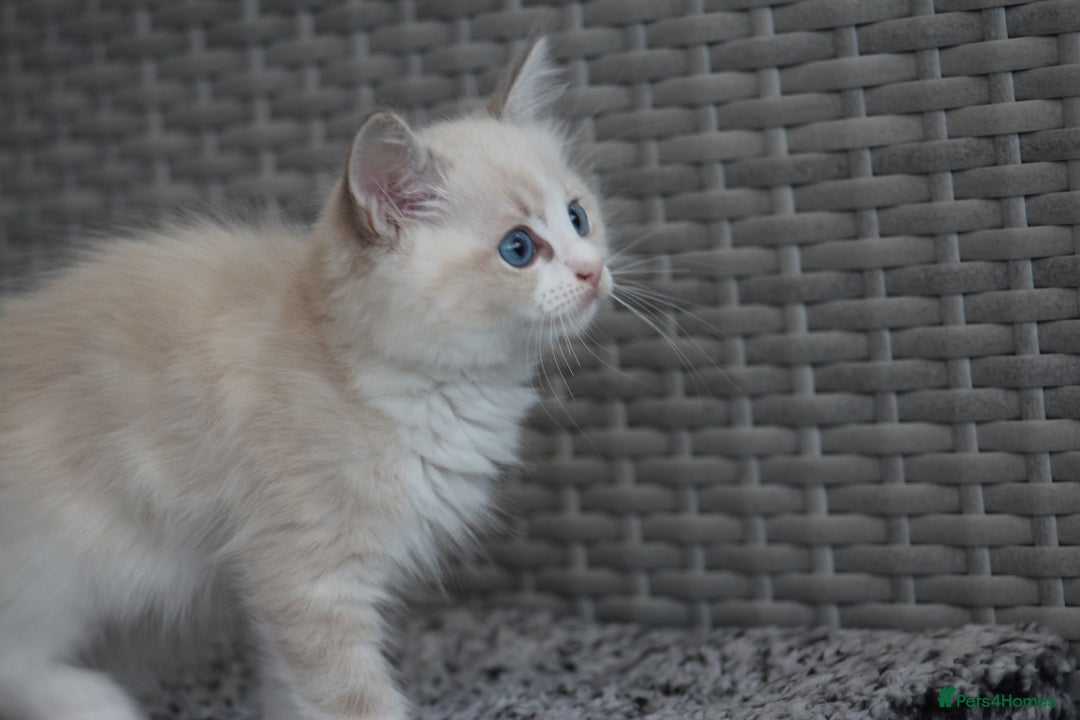 Ragdoll cats for sale: 🐈✨ Tica Registered Ragdoll Kittens in Tamworth - Image 20