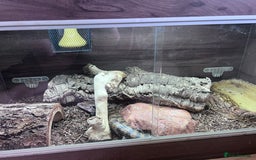 Skink reptiles for sale: Blue tongue skink for sale, vivarium included. - Image 2