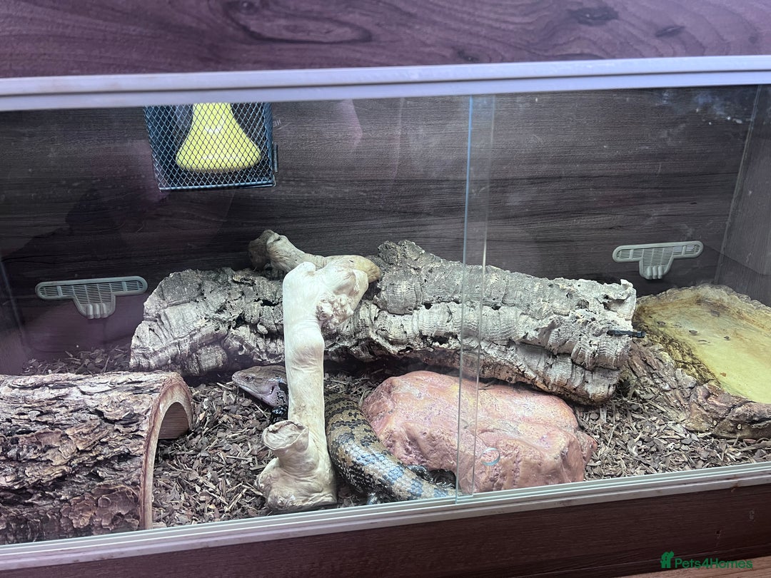 Skink reptiles for sale: Blue tongue skink for sale, vivarium included. - Image 2