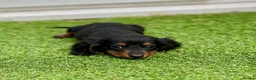 Miniature Dachshund dogs for sale: Long haired dachshund puppies  - Advert 3