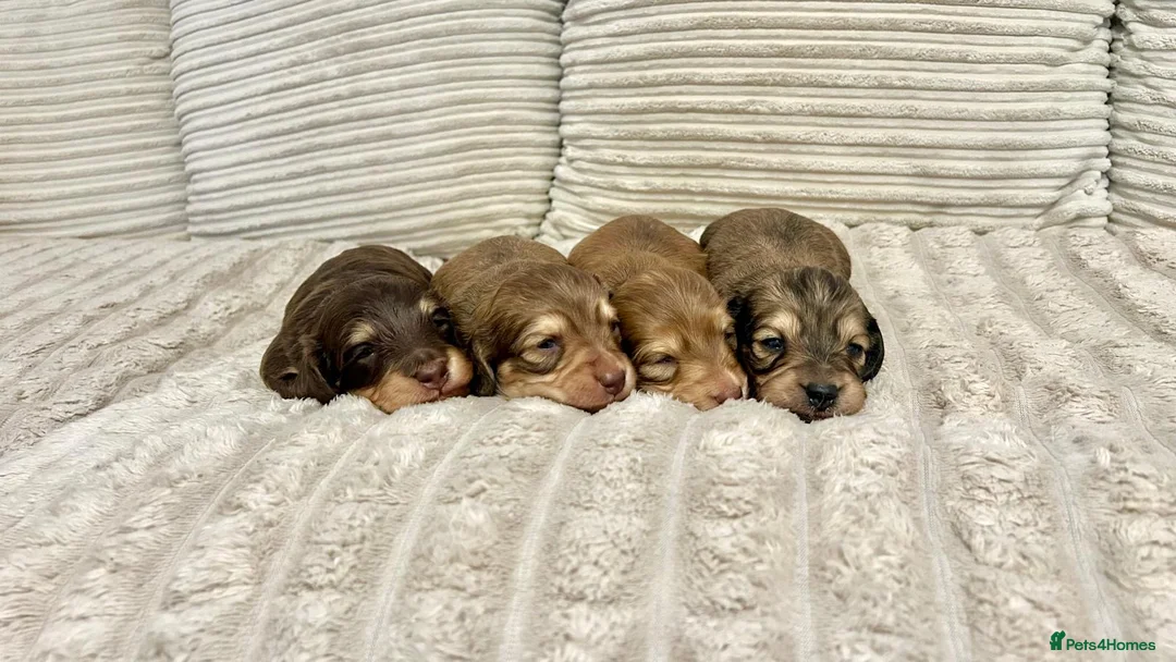 Miniature Dachshund dogs for sale: Long Haired Miniature Dachshund - Advert 1