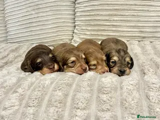 Miniature Dachshund dogs Long Haired Miniature Dachshund - Advert 7