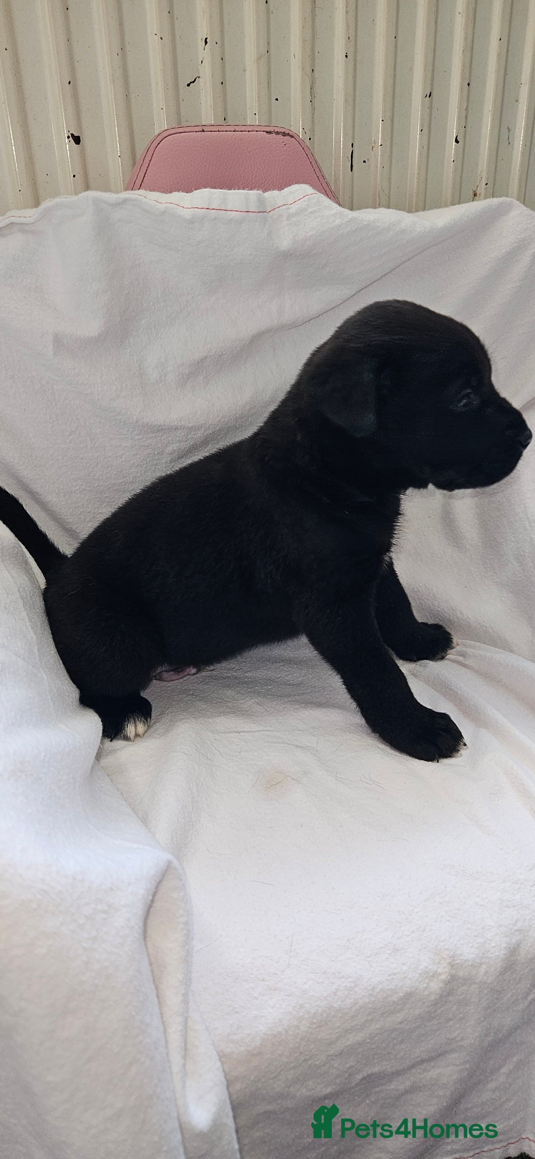 Mixed Breed dogs for sale: Huge American akita x cane corso pups - Advert 20