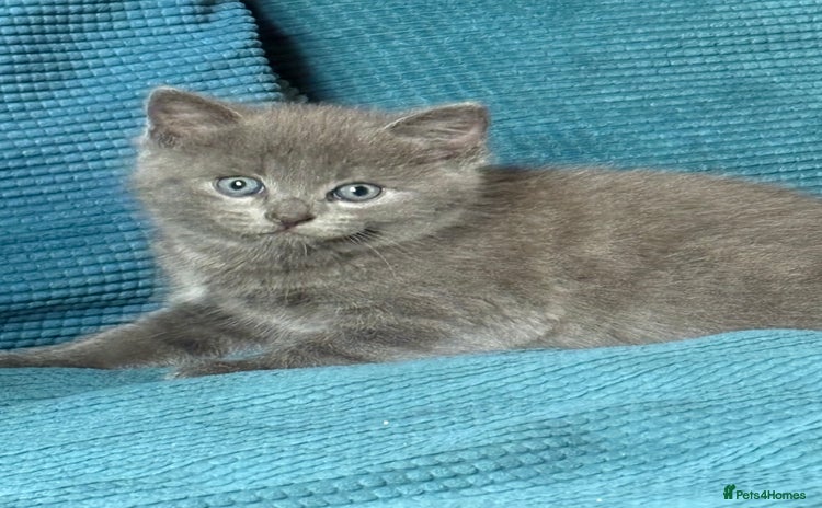 Mixed Breed cats - Advert 4