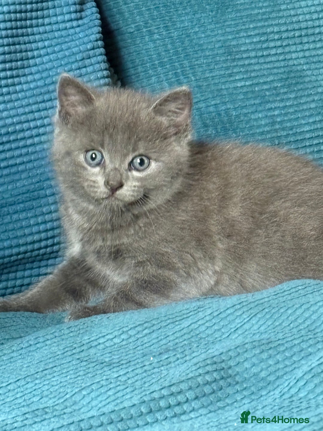 Mixed Breed cats for sale: 3 beautiful little kittens for sale.  - Image 1