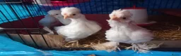 Chickens poultry for sale: Rare ornamental young sultan chickens - Advert 2
