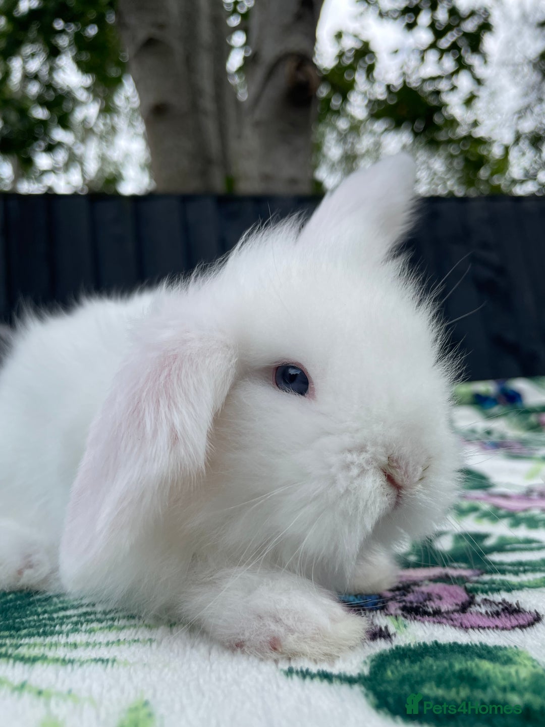 Mini Lion Lop rabbits for sale: EUROPEAN TEDDYWIDDER BABIES  - Image 10