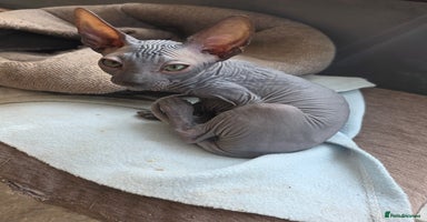 Sphynx cats Sphynx  - Advert 7