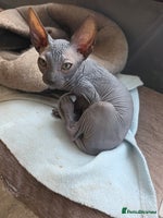 Sphynx cats Sphynx - Advert 7