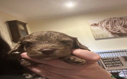 Cockapoo dogs for sale: Cockapoo puppies - Advert 15