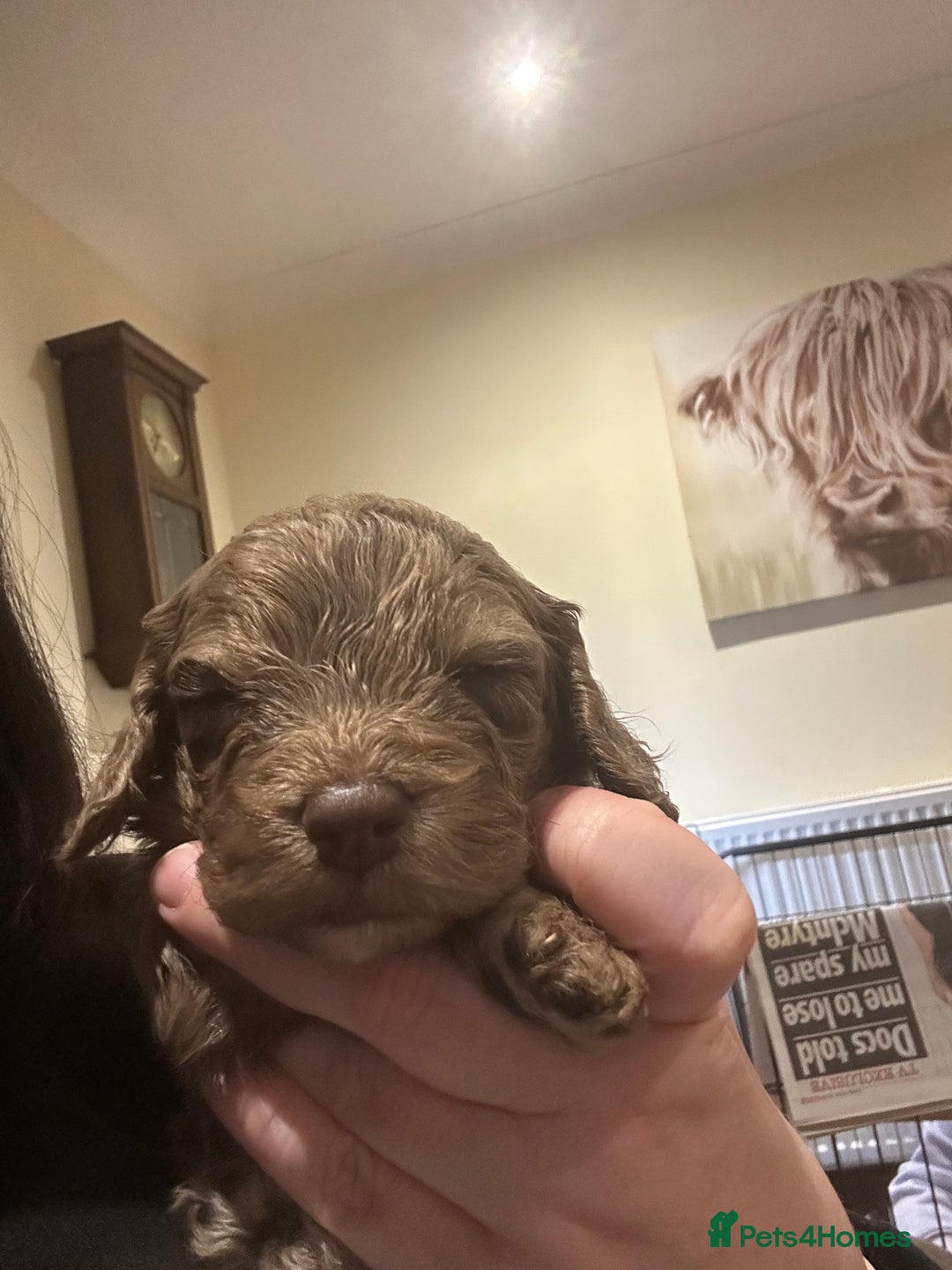 Cockapoo dogs for sale: Cockapoo puppies - Advert 15