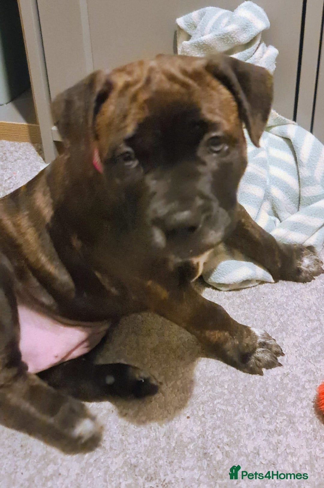 Staffordshire Bull Terrier dogs for sale: Female blue brindle staff pup - Image 8