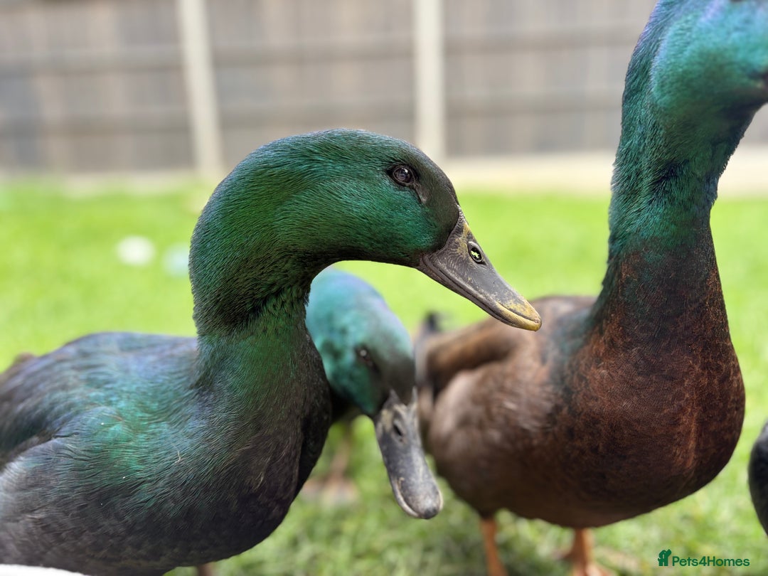 Ducks poultry for sale: Cayuga Ducks Male x 4  - Advert 4
