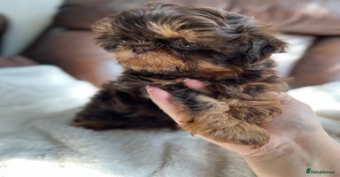 Shih Tzu dogs - Advert 8