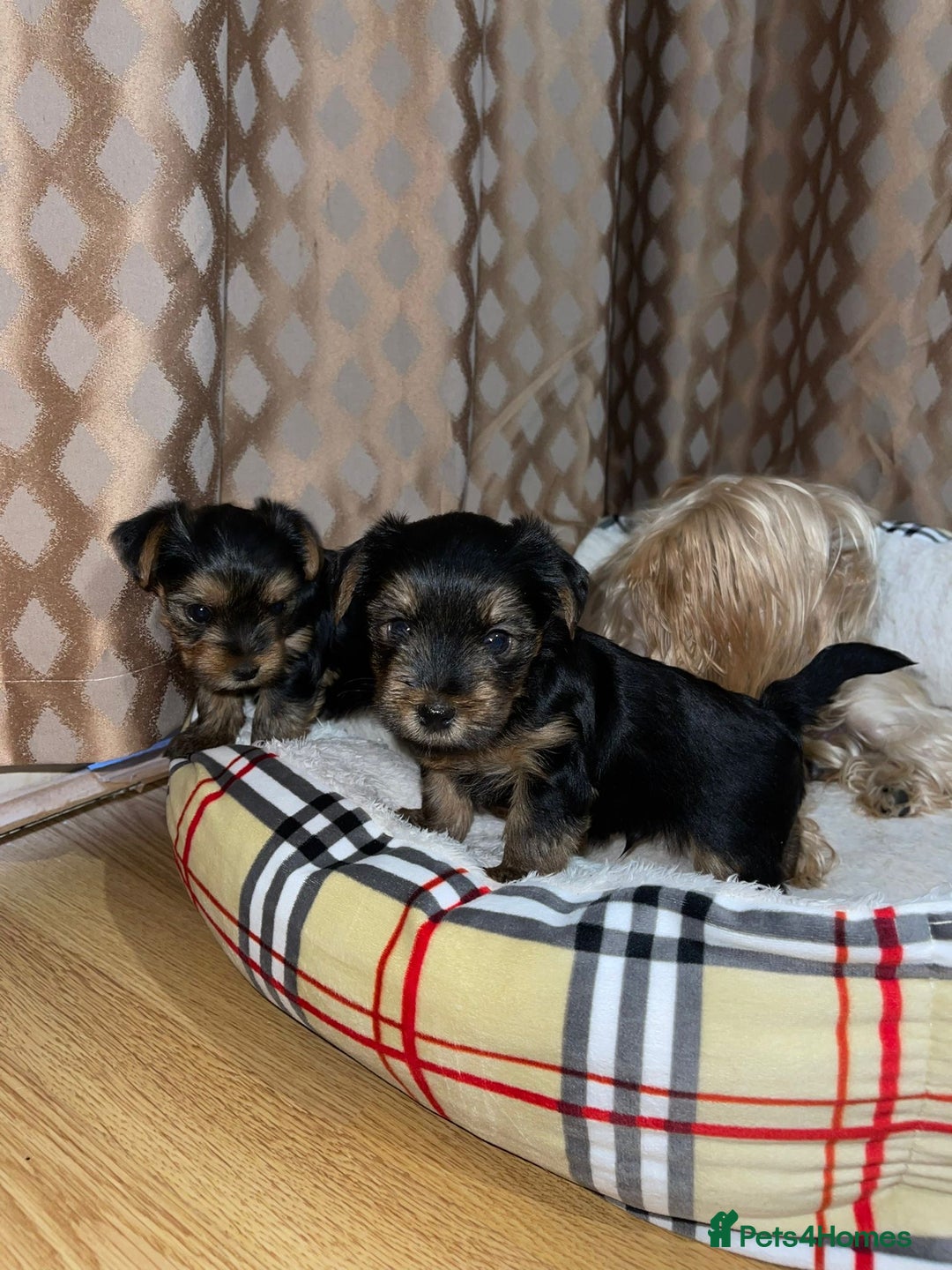 Yorkshire Terrier dogs for sale: Yorkshire terrier puppies  - Advert 10
