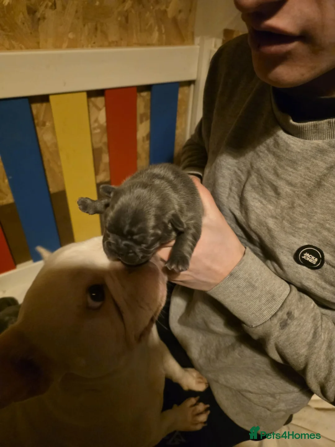 French Bulldog dogs for sale: 7 week old french bulldog puppies - Advert 5