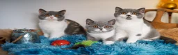 British Shorthair cats for sale: GCCF and TICA Registered -Show Quality BSH. - Advert 7