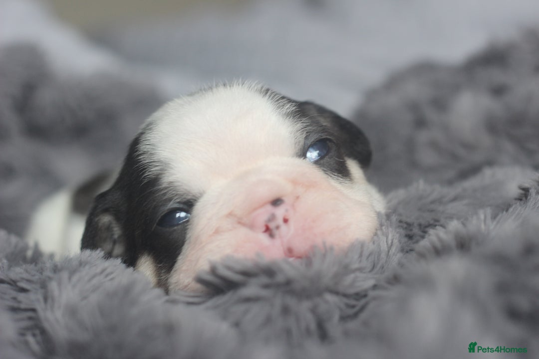 French Bulldog dogs for sale: Stunning French bulldog puppies  - Advert 6