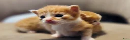 Domestic Shorthair cats for sale: Beautiful, healthy & happy kittens for rehoming in Cranbrook - Advert 20