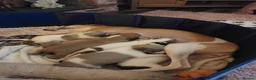 Whippet dogs for sale: magical whippets - Advert 12