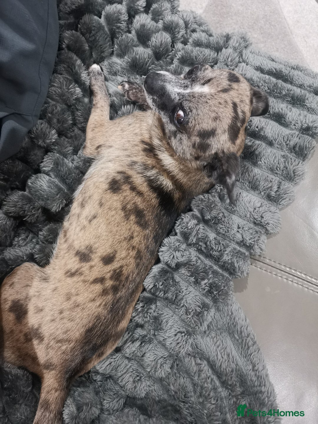 Chihuahua dogs for sale: Adult Female Merle Chihuahua  - Image 7