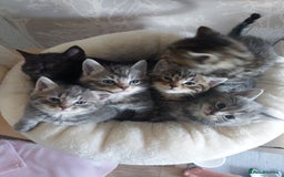 Mixed Breed cats for sale: Beautiful kittens 3x girl and 3x boy - Image 4