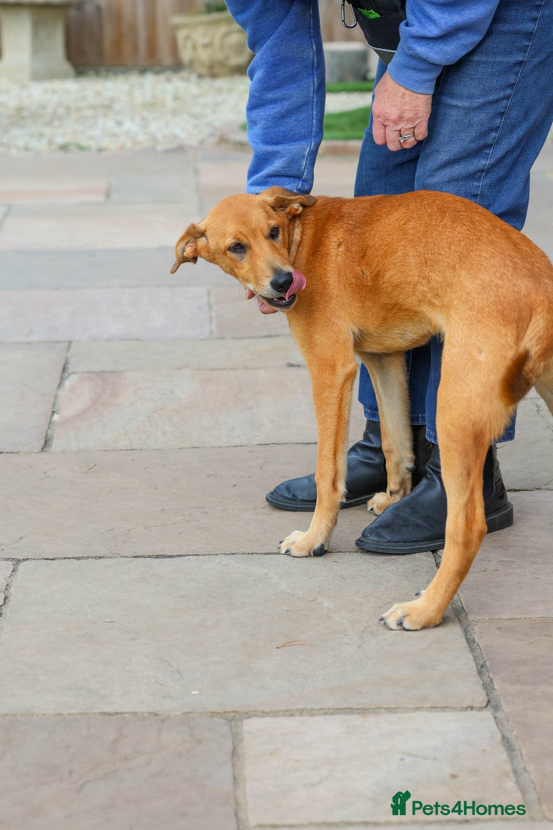 Mixed Breed dogs for adoption: Soft sweet Sophia - Image 7