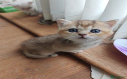 British Shorthair cats for sale: Adorable gorgeous pure British Shorthair Kittens  - Image 2