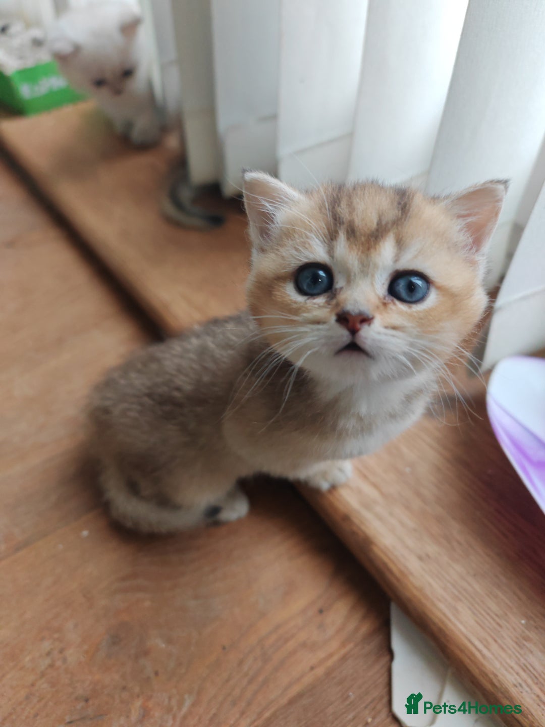 British Shorthair cats for sale: Adorable gorgeous pure British Shorthair Kittens  - Image 2