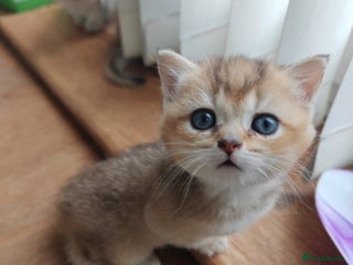 British Shorthair cats - Advert 1