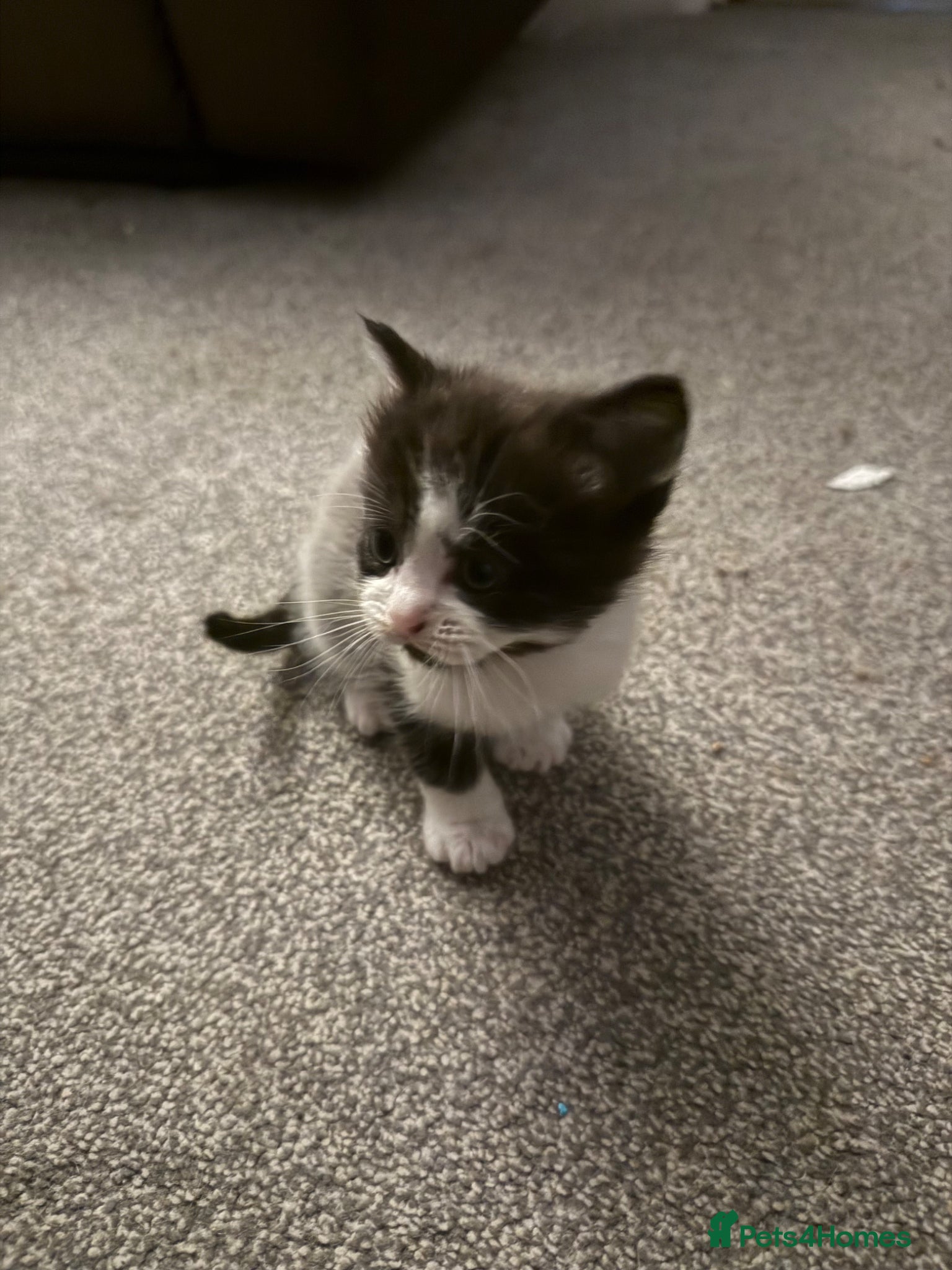 Mixed Breed Kitten 1