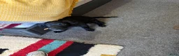 Sprocker dogs for sale: Male sprocker  - Advert 6