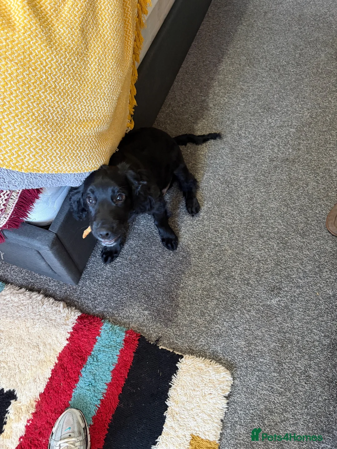 Sprocker dogs for sale: Male sprocker  - Advert 6
