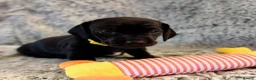 Miniature Dachshund dogs for sale: Rare Solid Colour PRA Clear KC Mini Dachshund Pups - Advert 17