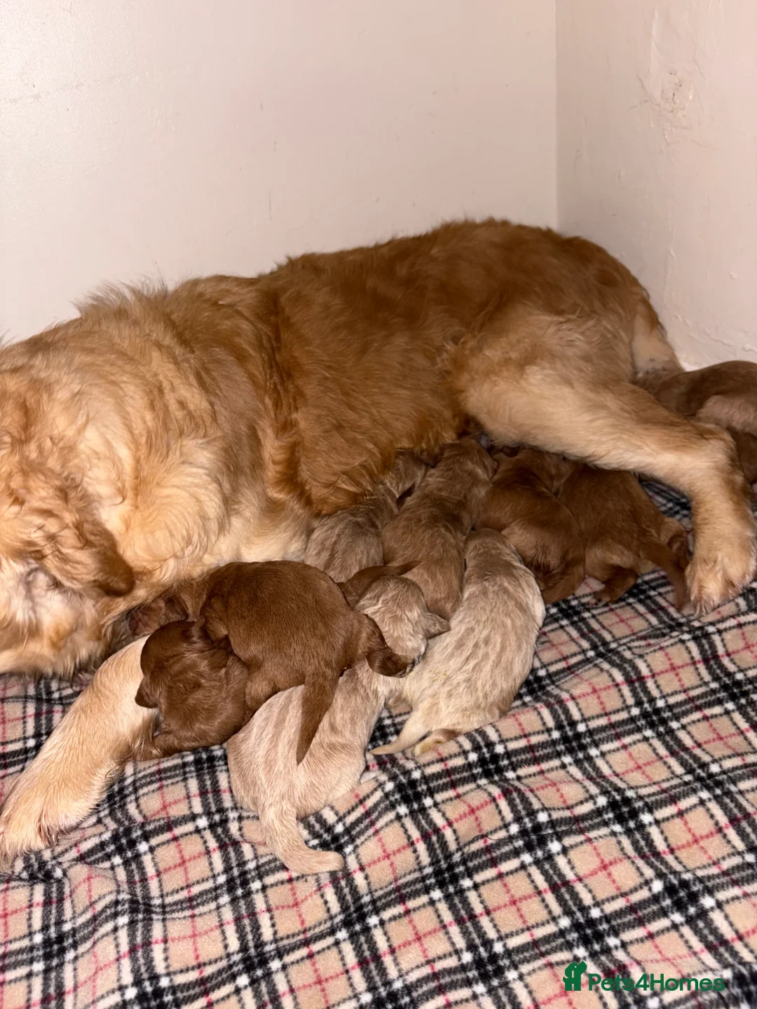 Mini Goldendoodle dogs for sale: Are Gorgeous golden doodle puppies 🐶 - Advert 11