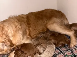 Mini Goldendoodle dogs Are Gorgeous golden doodle puppies 🐶 - Advert 3