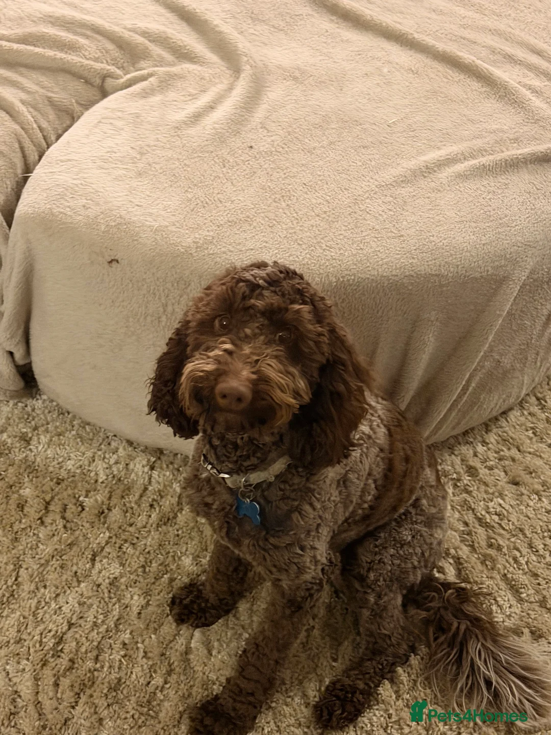 Cockapoo dogs for sale: Cockerpoo - Advert 2