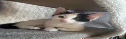 Mixed Breed cats for sale: 2x 10 week old kittens  - Advert 5