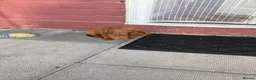 Miniature Dachshund dogs for sale: Stunning KC Miniature Dachshunds - Advert 20