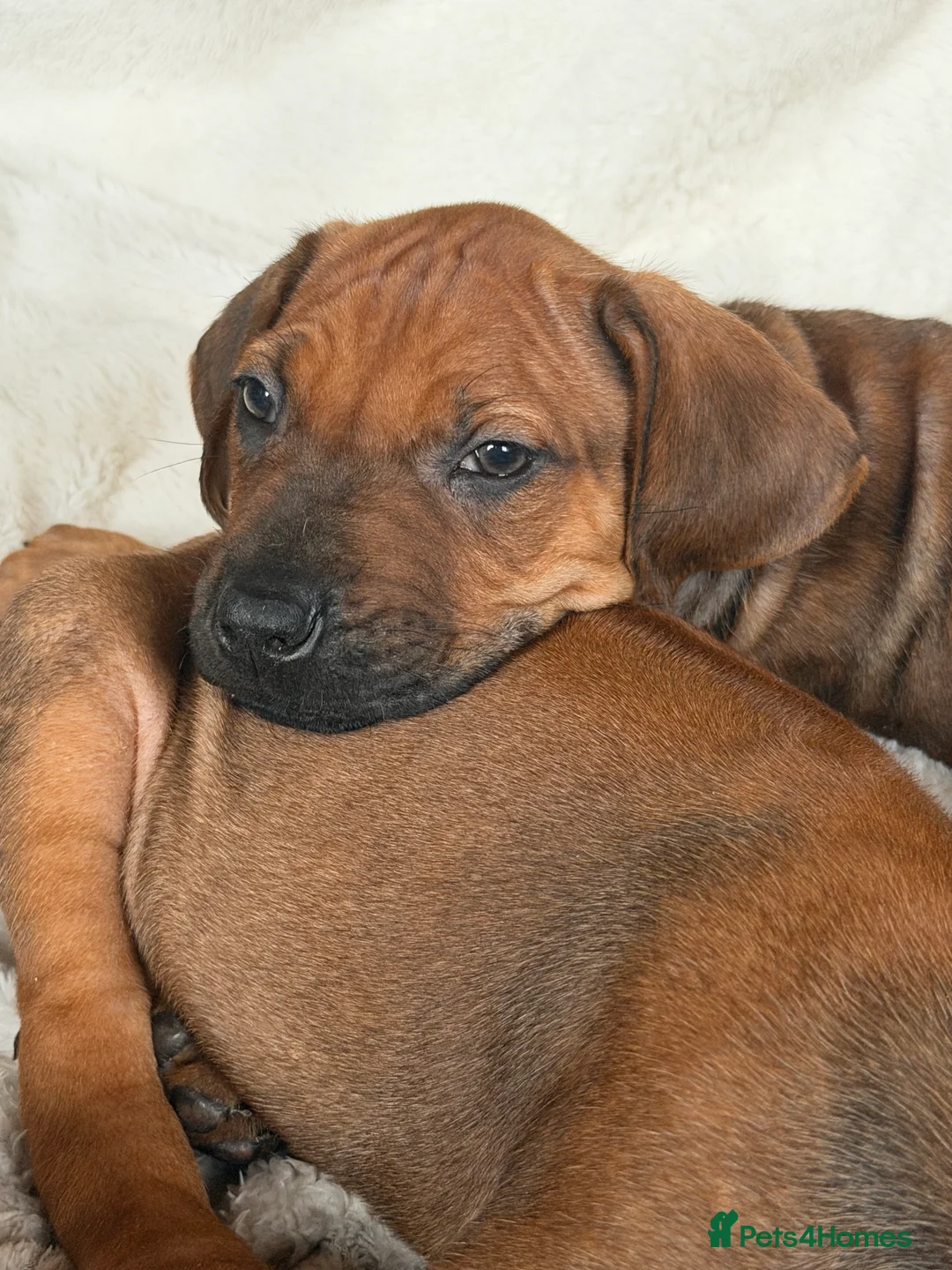 Rhodesian Ridgeback dogs for sale: KC Rhodesian Ridgebacks: Fully Health Tested! - Advert 2