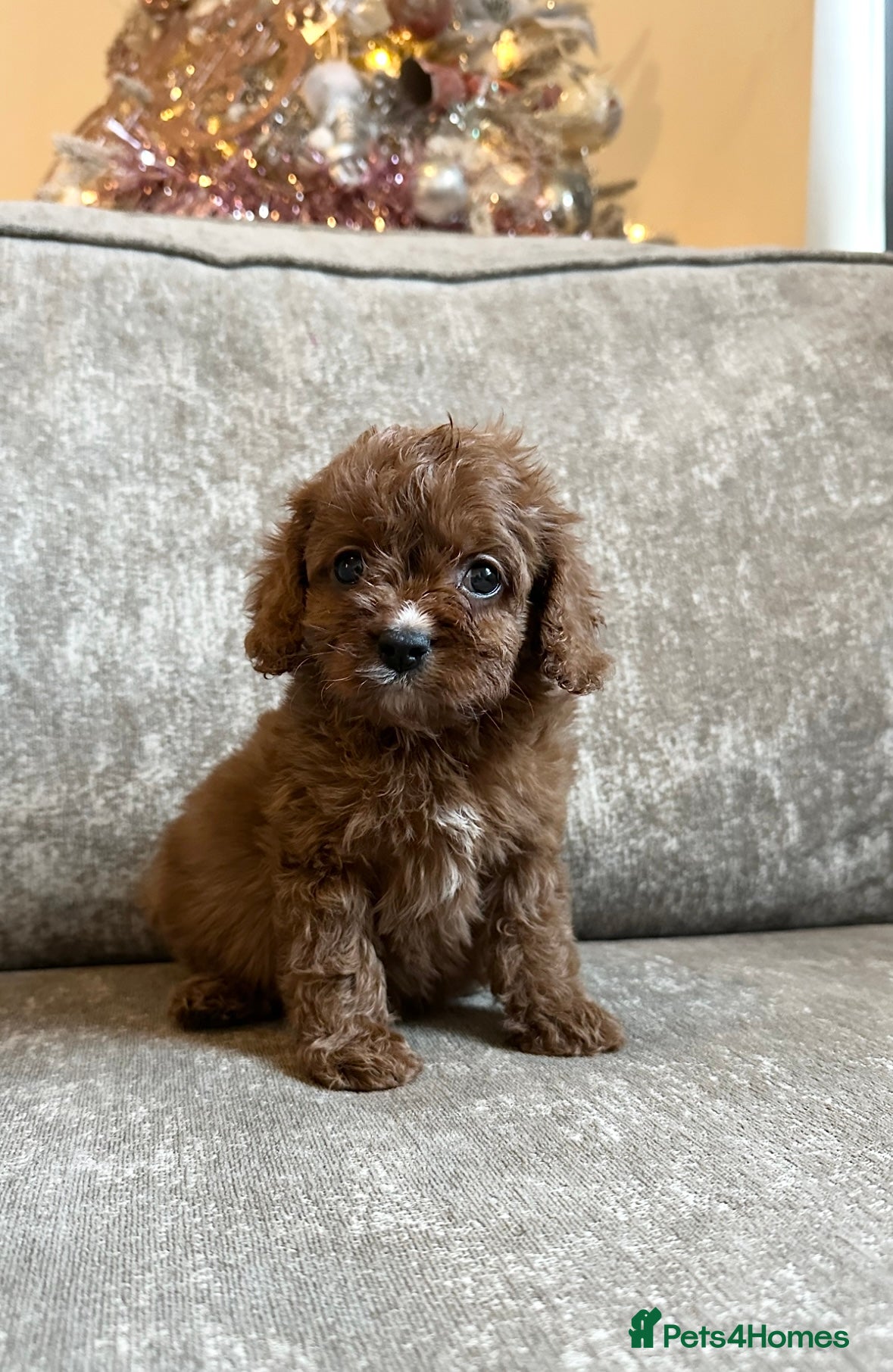 Cavapoo dogs Beautiful red cavapoos - Advert 5