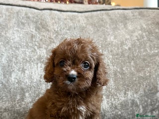 Cavapoo dogs Beautiful red cavapoos - Advert 1