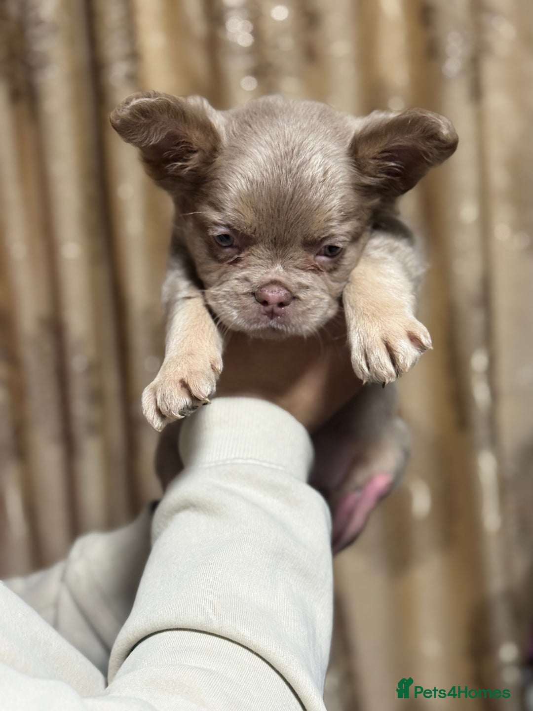 French Bulldog dogs for sale: Visual fluffy frenchie - Advert 2